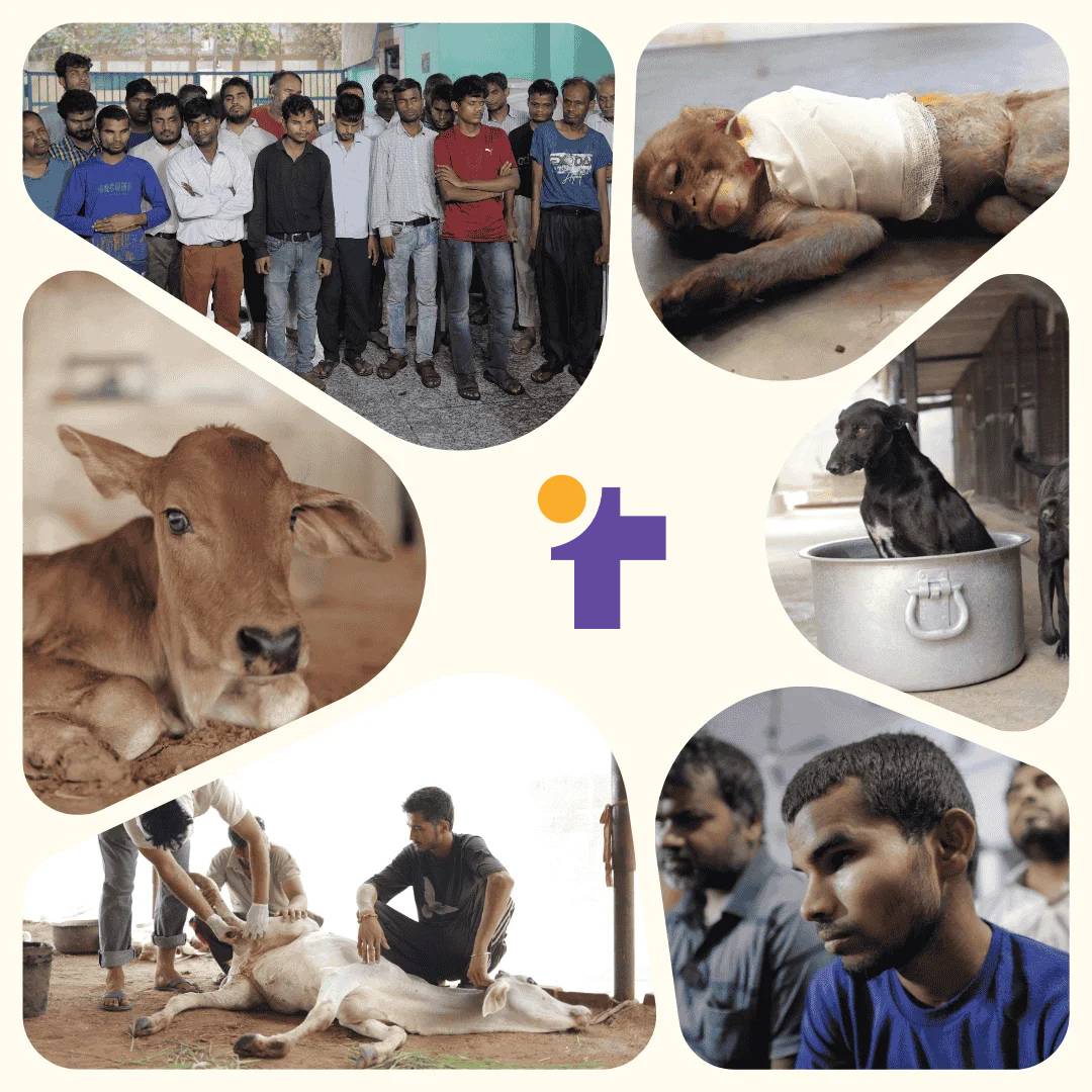 True Impact Foundation